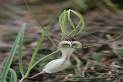 Ceropegia spiralis